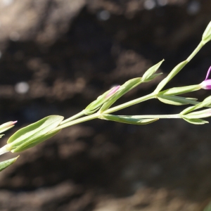 Photographie n°770482 du taxon Centaurium pulchellum (Sw.) Druce [1898]