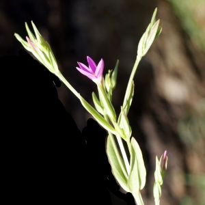Photographie n°770486 du taxon Centaurium pulchellum (Sw.) Druce [1898]