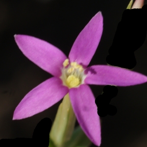 Photographie n°770489 du taxon Centaurium pulchellum (Sw.) Druce [1898]