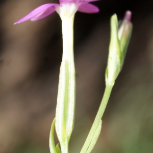 Photographie n°770491 du taxon Centaurium pulchellum (Sw.) Druce [1898]