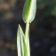  Liliane Roubaudi - Blackstonia imperfoliata (L.f.) Samp. [1913]