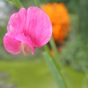 Photographie n°770554 du taxon Lathyrus nissolia L. [1753]