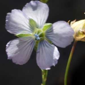 Photographie n°770595 du taxon Linum usitatissimum L. [1753]