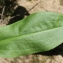  Liliane Roubaudi - Alisma lanceolatum With. [1796]