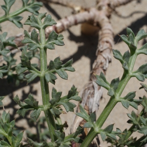 Photographie n°770720 du taxon Echinophora spinosa L. [1753]