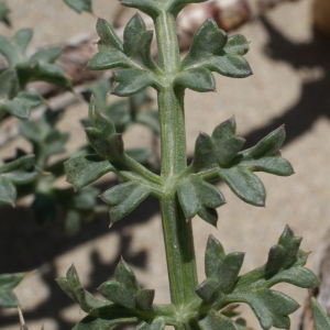 Photographie n°770721 du taxon Echinophora spinosa L. [1753]