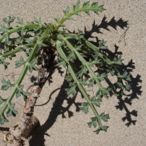 Photographie n°770722 du taxon Echinophora spinosa L. [1753]