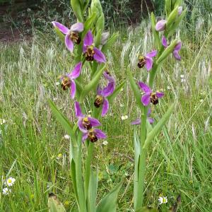 Photographie n°770835 du taxon Ophrys apifera var. apifera 