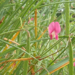 Photographie n°770877 du taxon Lathyrus nissolia L. [1753]