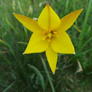 Photographie n°770887 du taxon Tulipa sylvestris subsp. australis (Link) Pamp. [1914]