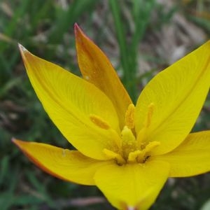 Photographie n°770889 du taxon Tulipa sylvestris subsp. australis (Link) Pamp. [1914]