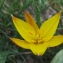  - Tulipa sylvestris subsp. australis (Link) Pamp. [1914]