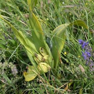 Photographie n°770895 du taxon Colchicum autumnale L. [1753]