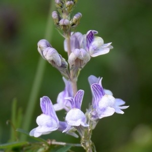 Photographie n°770902 du taxon Linaria repens (L.) Mill. [1768]