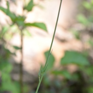 Photographie n°770903 du taxon Linaria repens (L.) Mill. [1768]