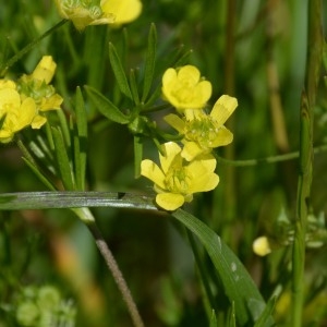 Photographie n°770904 du taxon Ranunculus arvensis L. [1753]