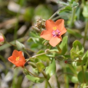 Photographie n°770912 du taxon Lysimachia arvensis (L.) U.Manns & Anderb. [2009]