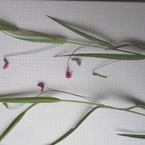 Photographie n°770940 du taxon Lathyrus nissolia L.