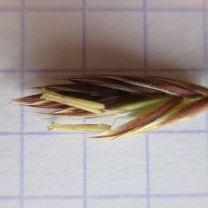 Photographie n°770943 du taxon Bromus secalinus L.