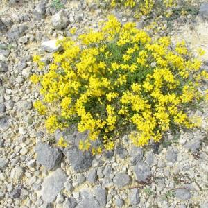 Photographie n°770951 du taxon Hippocrepis comosa L.