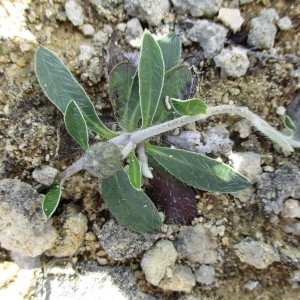 Photographie n°770953 du taxon Pilosella officinarum Vaill.