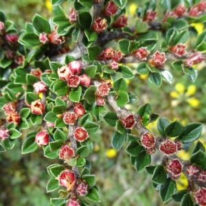 Cotoneaster horizontalis Decne. (Cotonéaster horizontal)