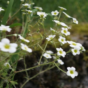 Photographie n°770967 du taxon Saxifraga hypnoides L. [1753]