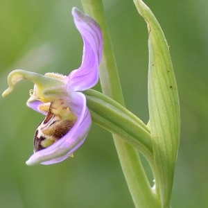Photographie n°771242 du taxon Ophrys apifera Huds. [1762]