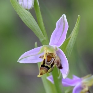 Photographie n°771246 du taxon Ophrys apifera Huds. [1762]