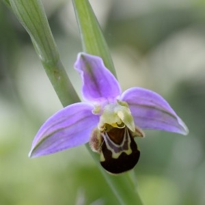 Photographie n°771247 du taxon Ophrys apifera Huds. [1762]