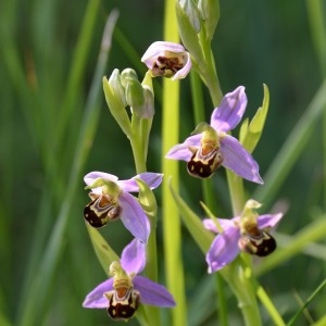 Photographie n°771249 du taxon Ophrys apifera Huds. [1762]
