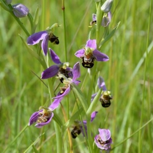 Photographie n°771253 du taxon Ophrys apifera Huds. [1762]