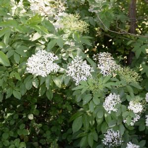 Photographie n°771257 du taxon Sambucus nigra L. [1753]