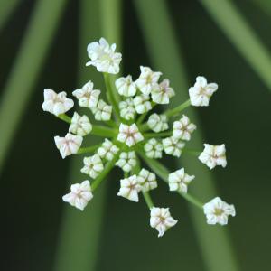 Photographie n°771360 du taxon Laserpitium siler L. [1753]