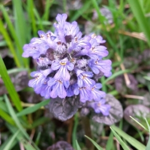 Photographie n°771372 du taxon Ajuga reptans L. [1753]