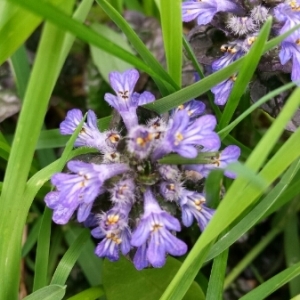 Photographie n°771374 du taxon Ajuga reptans L. [1753]