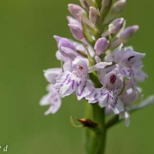 Photographie n°771469 du taxon Dactylorhiza fuchsii (Druce) Soó [1962]