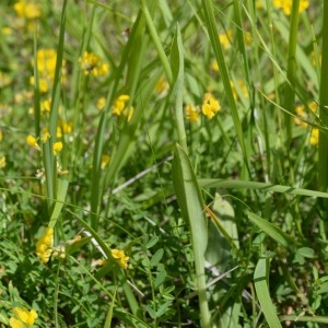 Photographie n°771510 du taxon Ophrys apifera Huds. [1762]