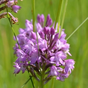 Photographie n°771512 du taxon Anacamptis pyramidalis (L.) Rich. [1817]