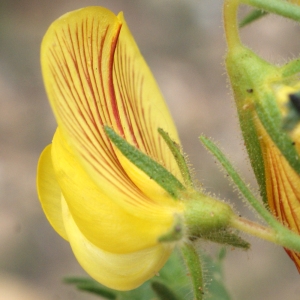 Photographie n°771703 du taxon Ononis natrix L.