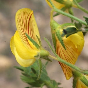 Photographie n°771704 du taxon Ononis natrix L.