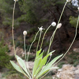 Photographie n°771722 du taxon Plantago lagopus L.