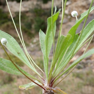 Photographie n°771723 du taxon Plantago lagopus L.