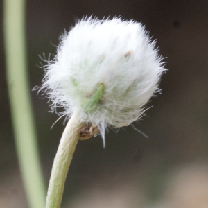 Photographie n°771725 du taxon Plantago lagopus L.
