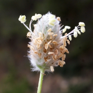 Photographie n°771727 du taxon Plantago lagopus L.