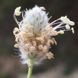 Photographie n°771728 du taxon Plantago lagopus L.