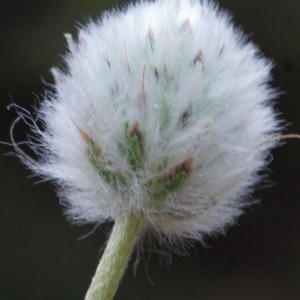 Photographie n°771731 du taxon Plantago lagopus L.
