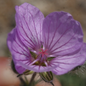 Photographie n°771786 du taxon Erodium foetidum (L.) L'Hér. [1802]