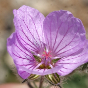 Photographie n°771791 du taxon Erodium foetidum (L.) L'Hér. [1802]