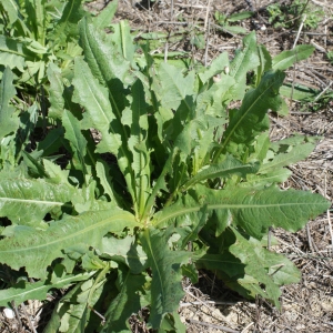 Photographie n°771810 du taxon Lactuca scariola L. [1756]